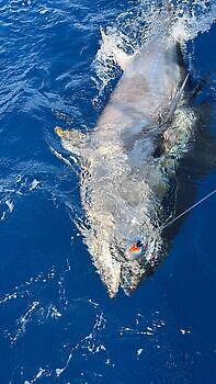 Blauwvintonijn 300 kg White Marlin Gran Canaria