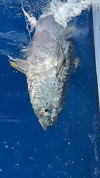 Blauwvintonijn 300 kg White Marlin Gran Canaria