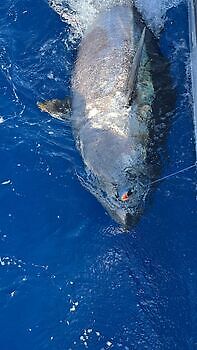 Blauwvintonijn 300 kg White Marlin Gran Canaria