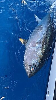 Blauwvintonijn 300 kg White Marlin Gran Canaria