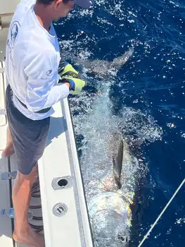 Blauwvintonijn 300/320 kg, Wahoo 20/22 kg White Marlin Gran Canaria