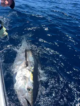 Blauwvintonijn 300/320 kg, Wahoo 20/22 kg White Marlin Gran Canaria