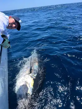 Blauwvintonijn 300/320 kg, Wahoo 20/22 kg White Marlin Gran Canaria