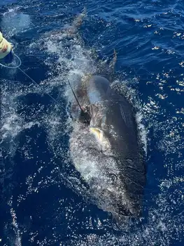 Blauwvintonijn 300/320 kg, Wahoo 20/22 kg White Marlin Gran Canaria