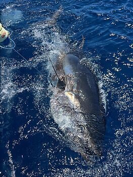 Stort øye!! White Marlin Gran Canaria