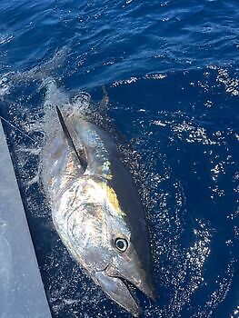 Stort øye!! White Marlin Gran Canaria
