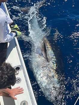Blåfinnet tunfisk Wahoo White Marlin Gran Canaria