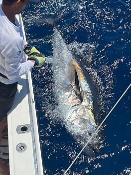 Blåfinnet tunfisk Wahoo White Marlin Gran Canaria